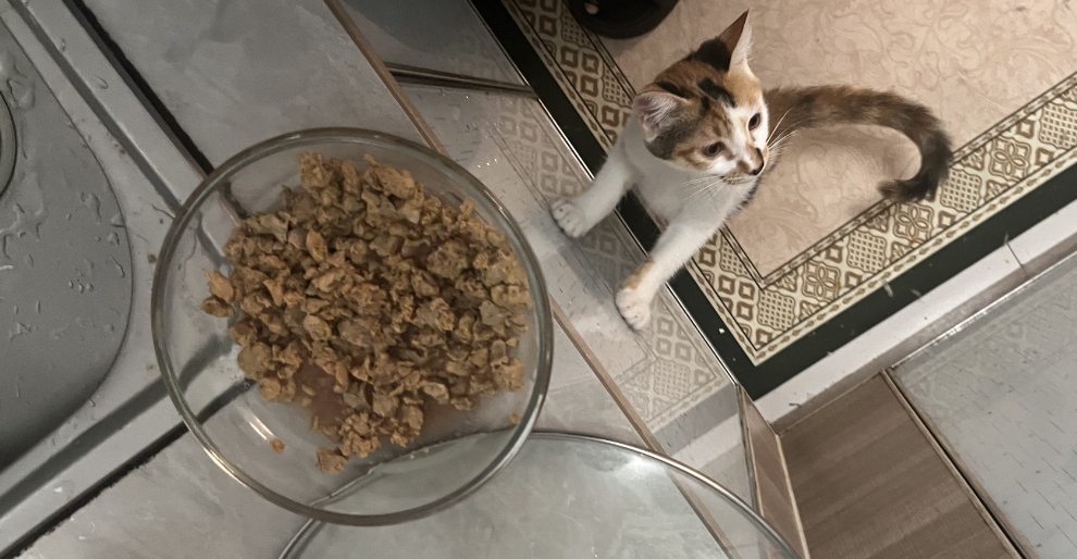 7月4日 又给猫猫们做猫饭了 猫猫迫不及待了
