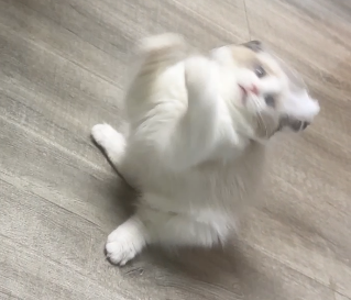 7月3日 家里有一只小笨猫是什么体验